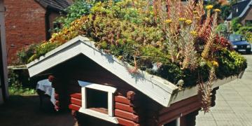 Vogelhaus mit Dachbegrünung