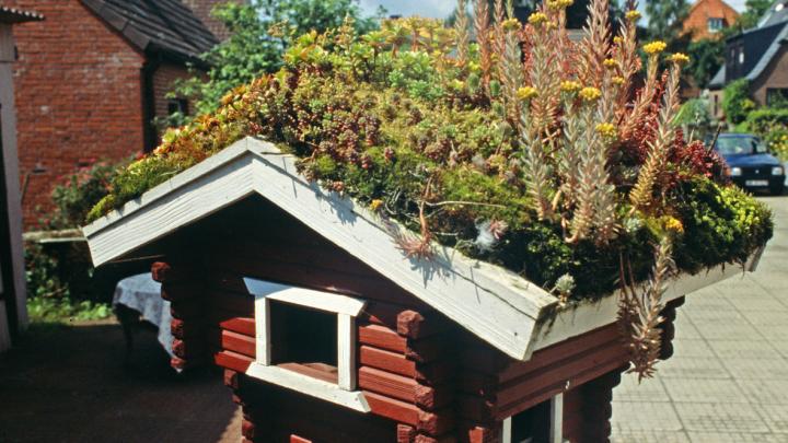 Vogelhaus mit Dachbegrünung Vogelhaus mit Dachbegrünung