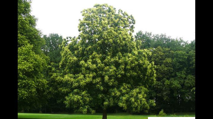 Esskastanie Baum des Jahres 2018 renatur Sachsen